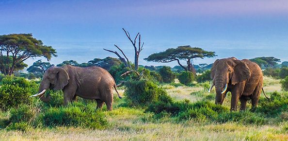 Elefanten in der Natur in Afrika
